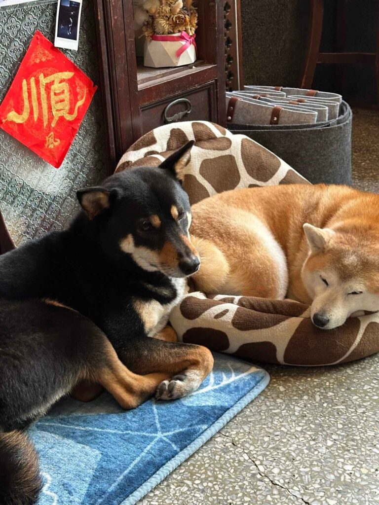 台南┃順風號：主打生乳捲的老宅咖啡廳，與可愛狗狗共度療癒時光！